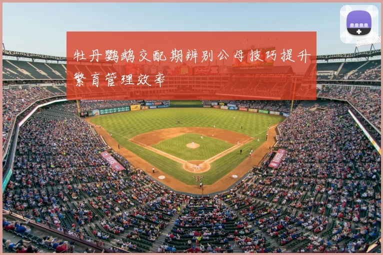 牡丹鹦鹉交配期辨别公母技巧提升繁育管理效率